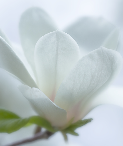 Grief and Loss Therapy in Brookfield, WI